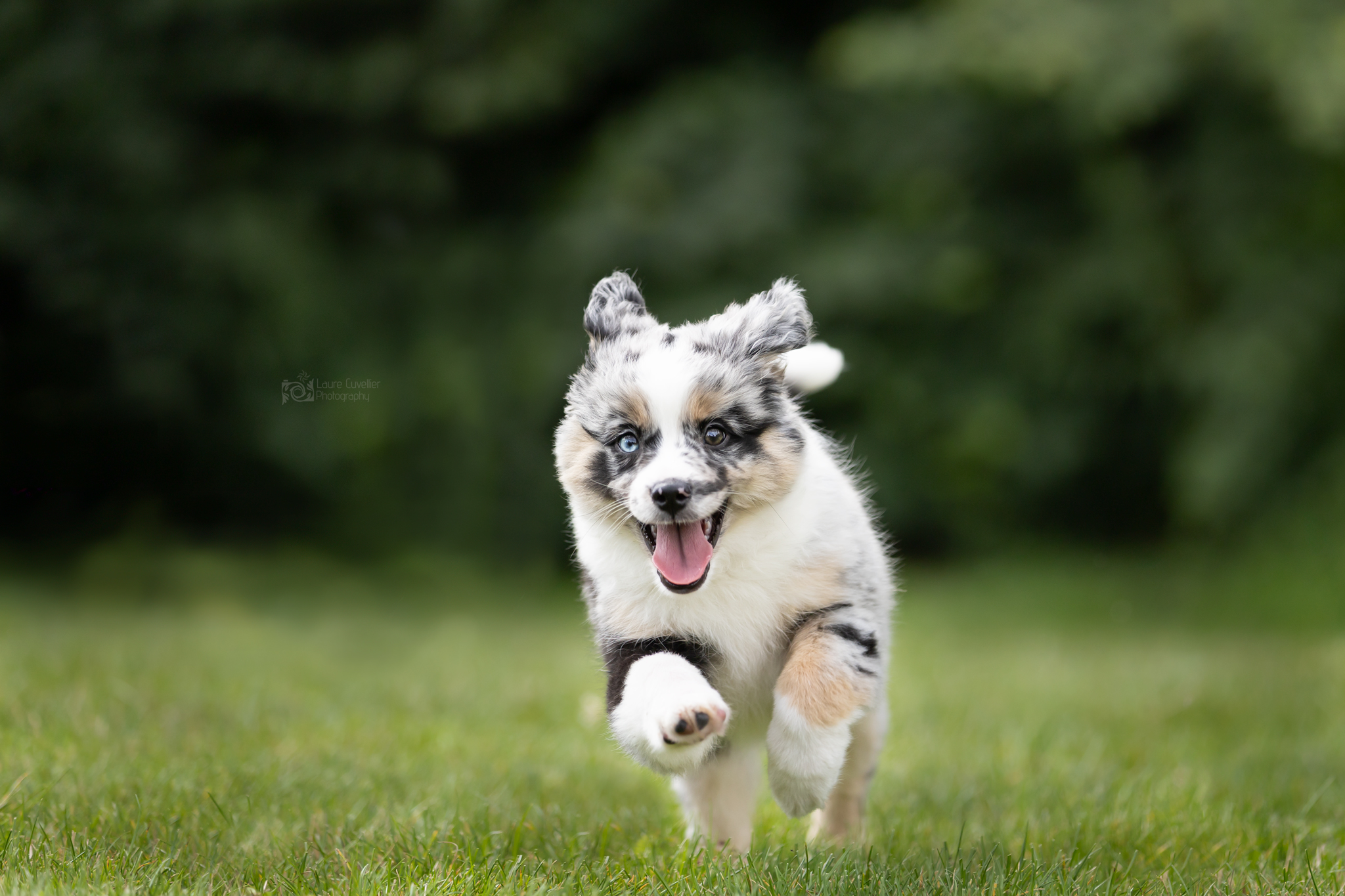 Hope chiot en course