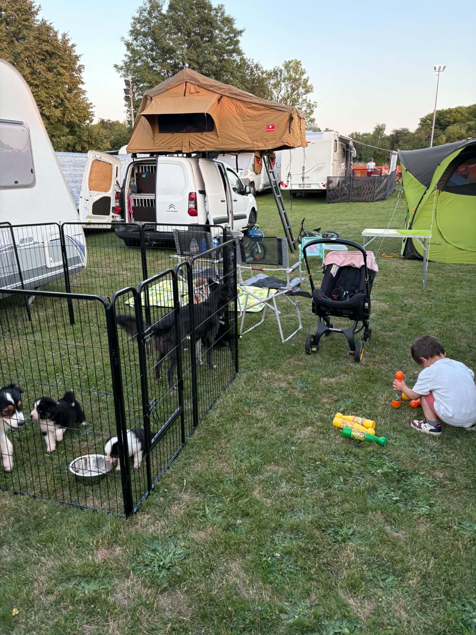 Chiot installé sereinement pendant une nuit en caravane