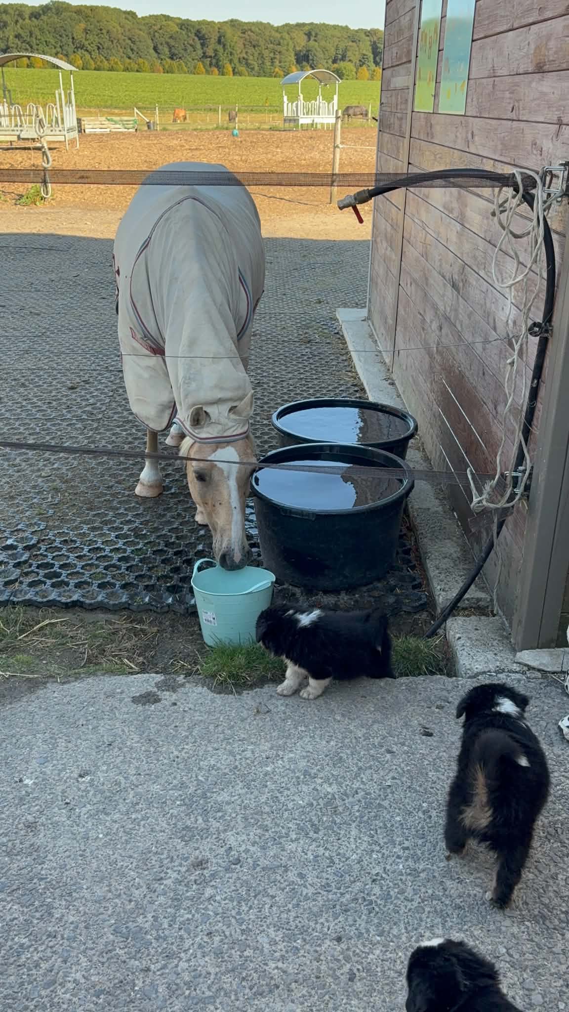 Chiot qui observe des chevaux en confiance