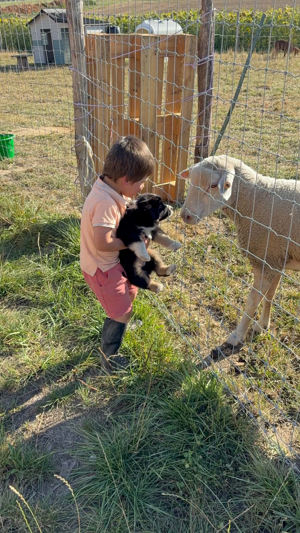 Chiot en découverte à la ferme