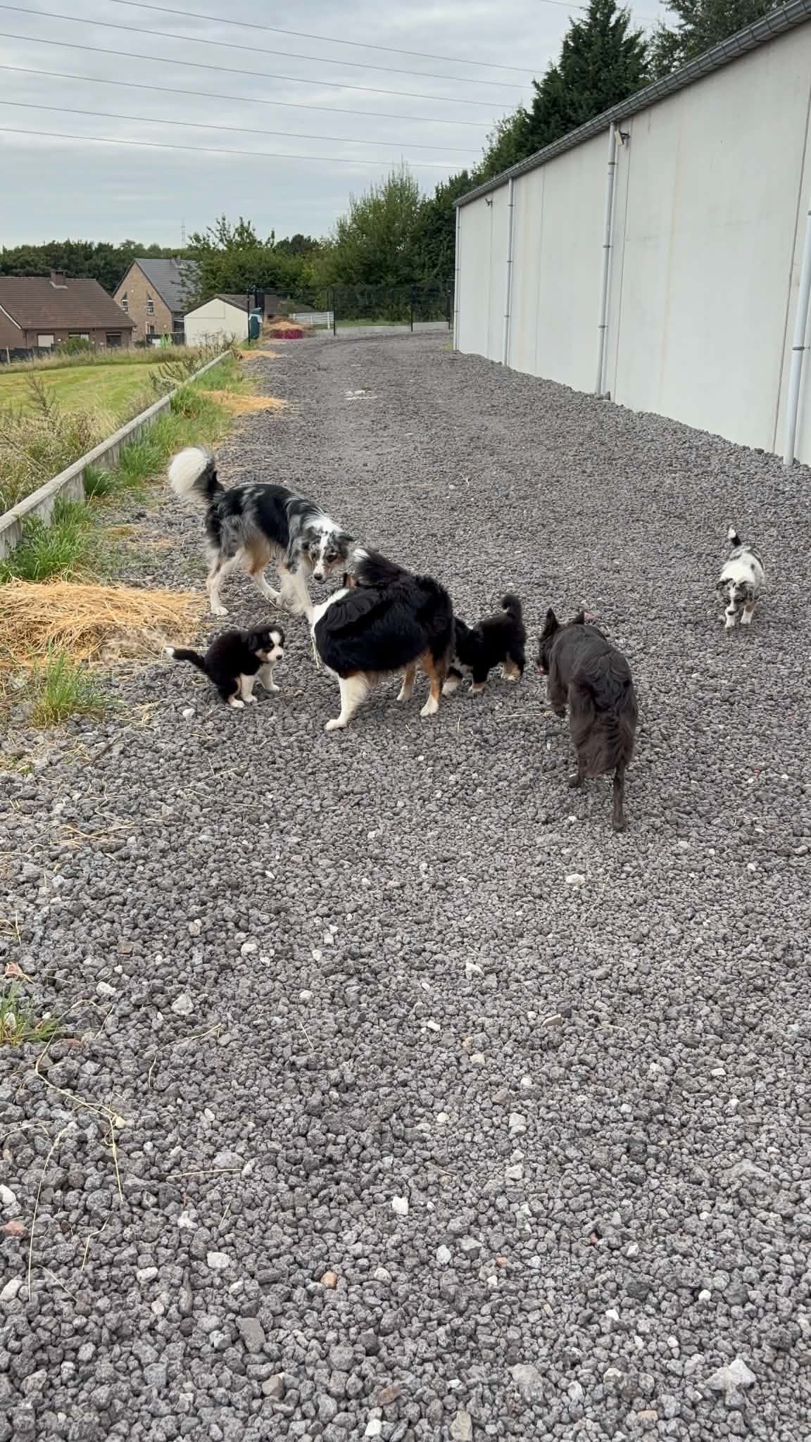 Chiots en sortie avec les chiens adultes