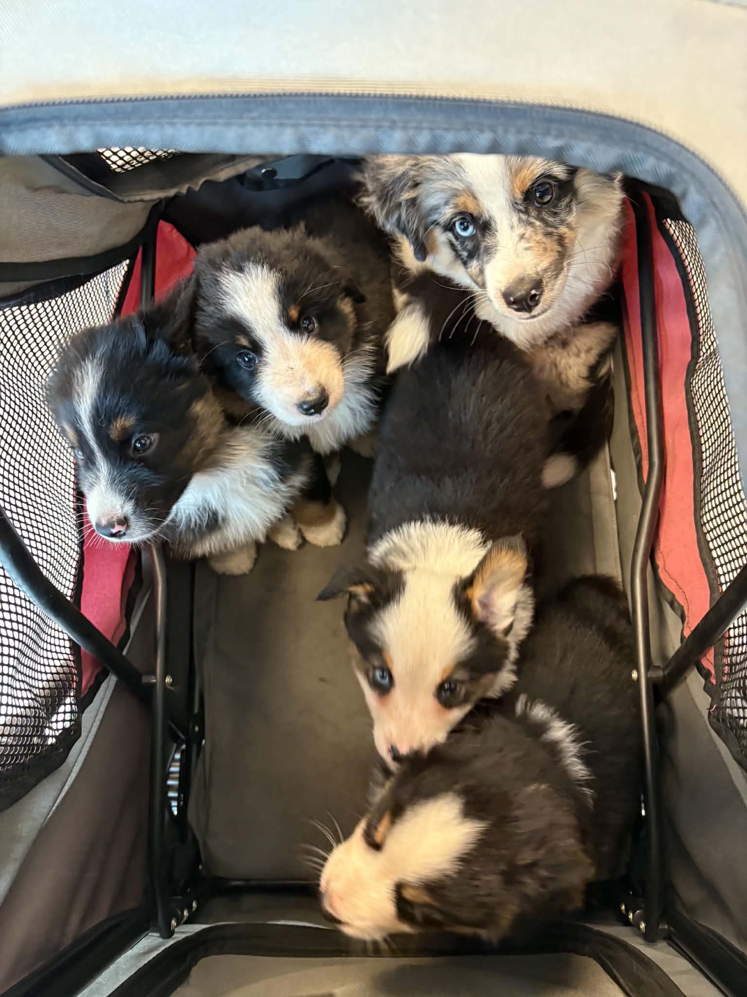 Chiots installés ensemble dans une poussette de transport