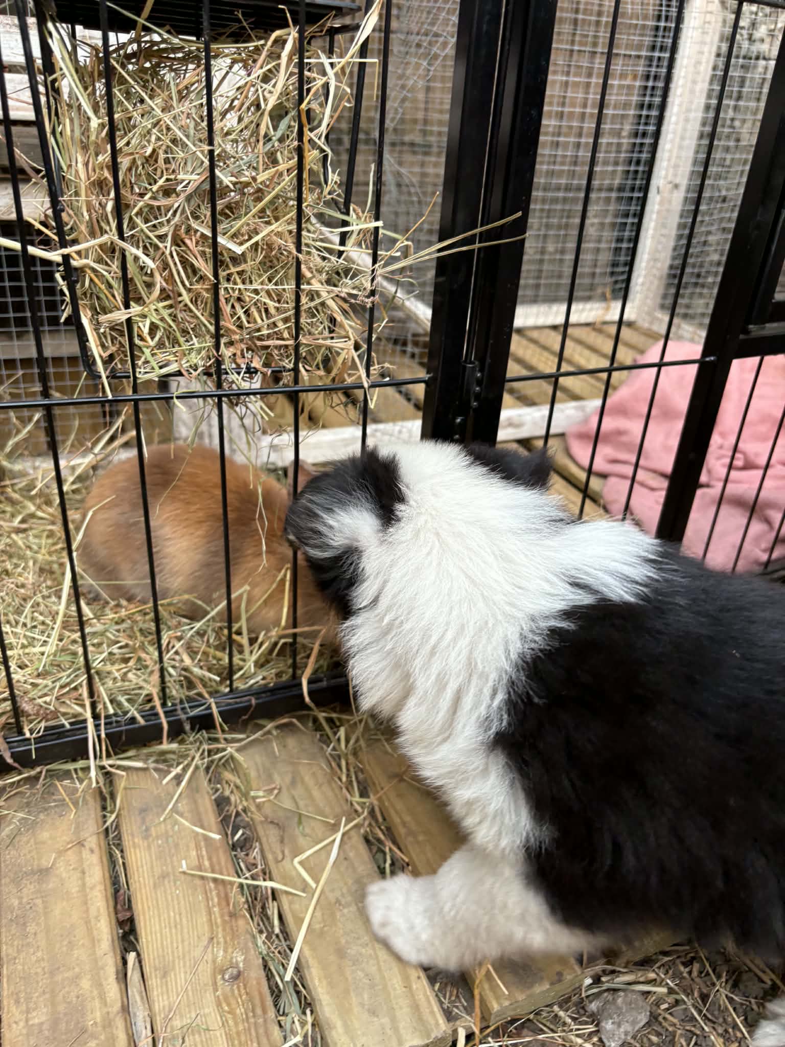 Chiot qui découvre calmement un animal de ferme
