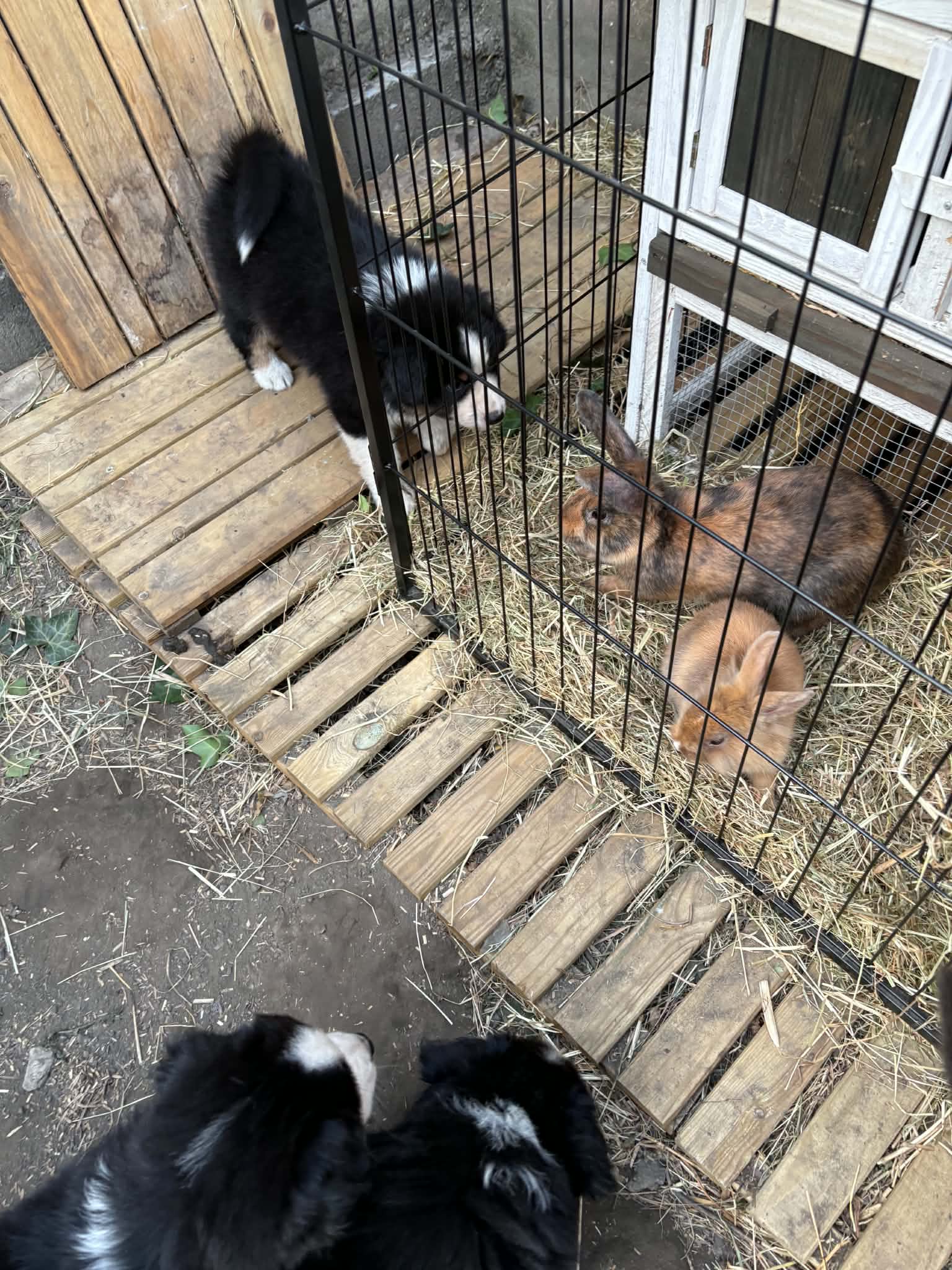 Chiots qui observent des animaux derrière une clôture
