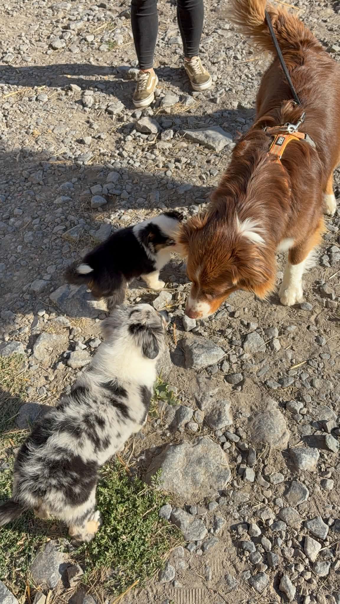 Chiots accompagnés par un chien adulte sur un chemin