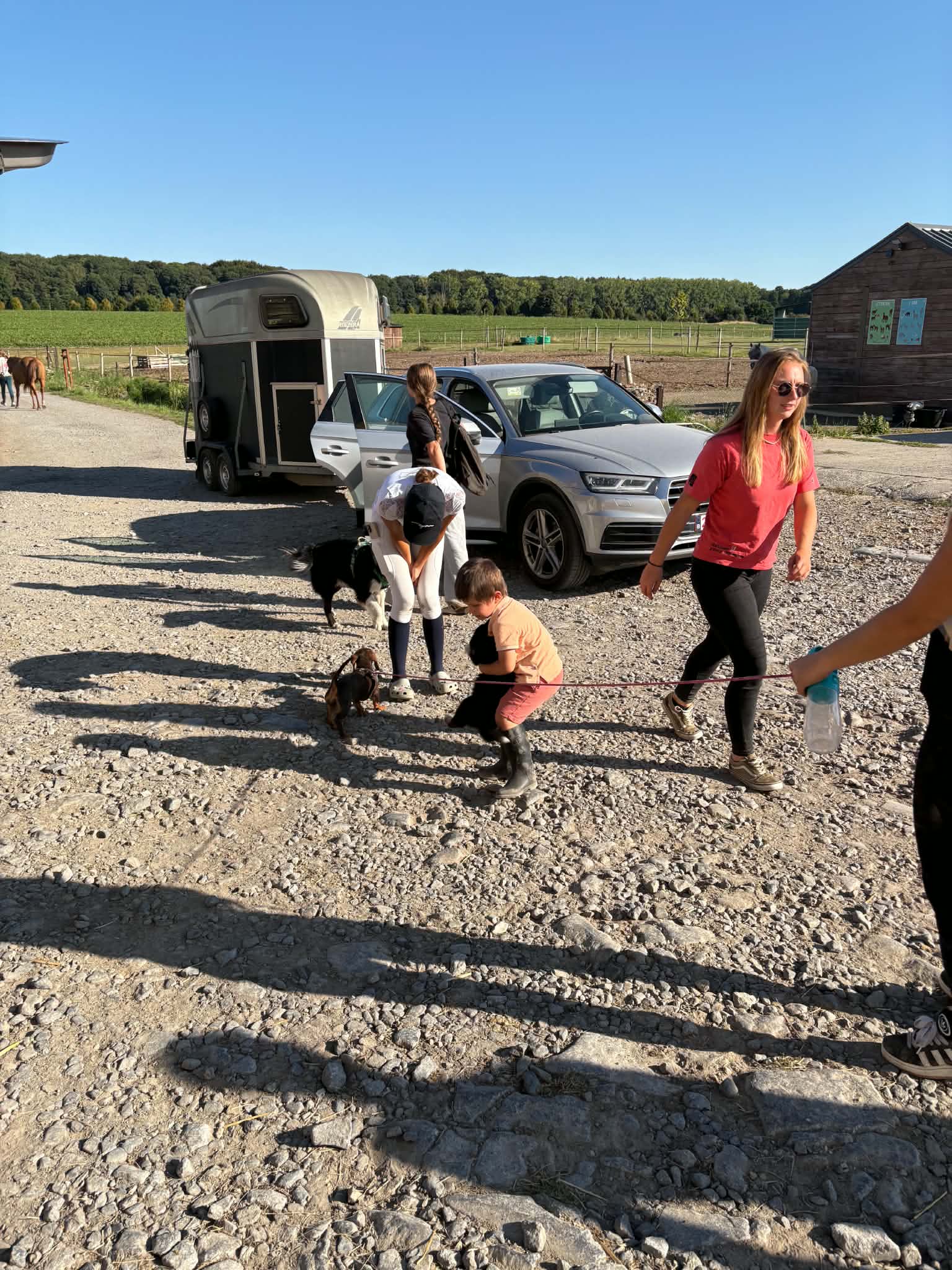 Chiots près d’une remorque et des chevaux