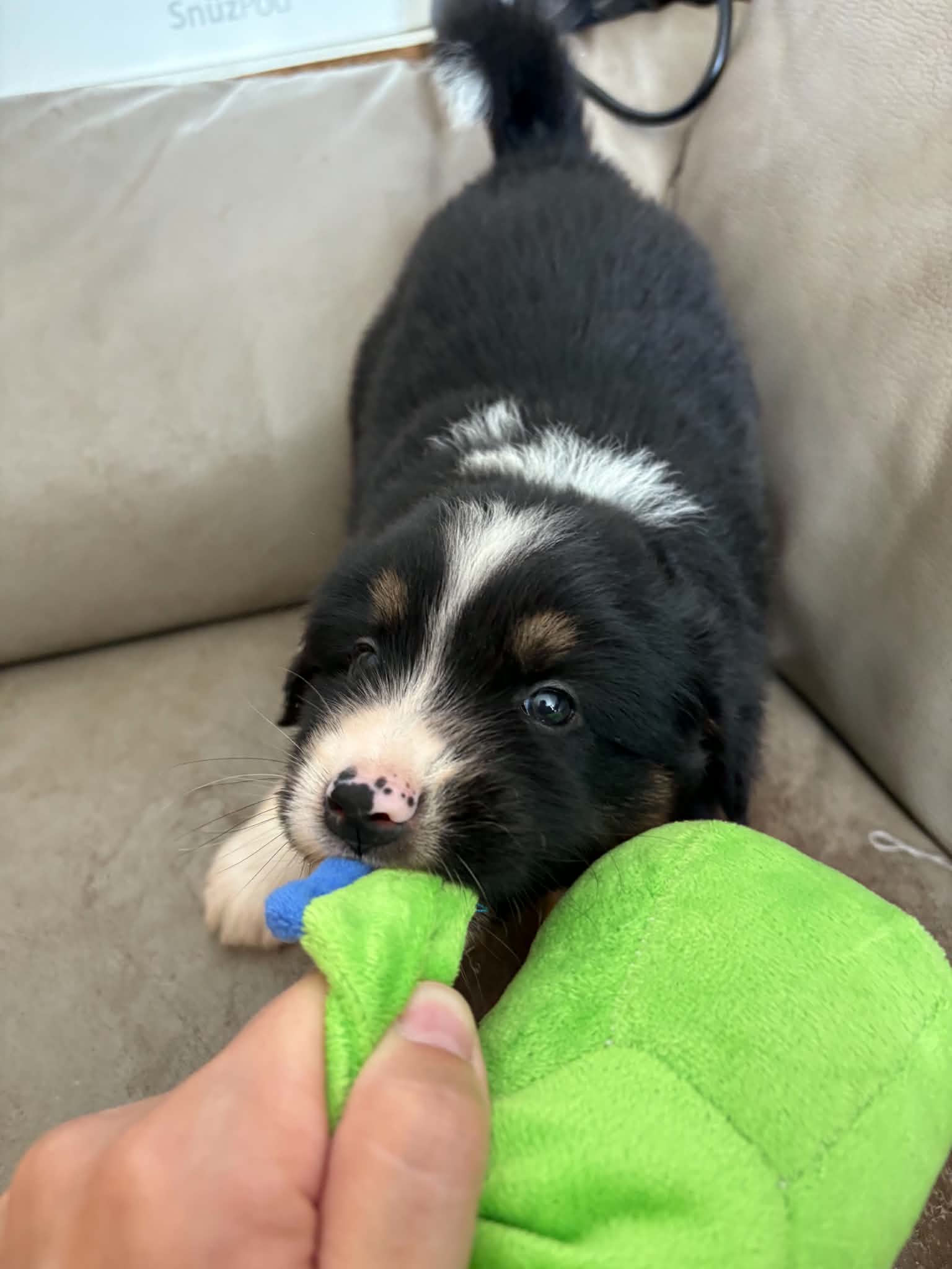Chiot qui joue avec un jouet à la maison