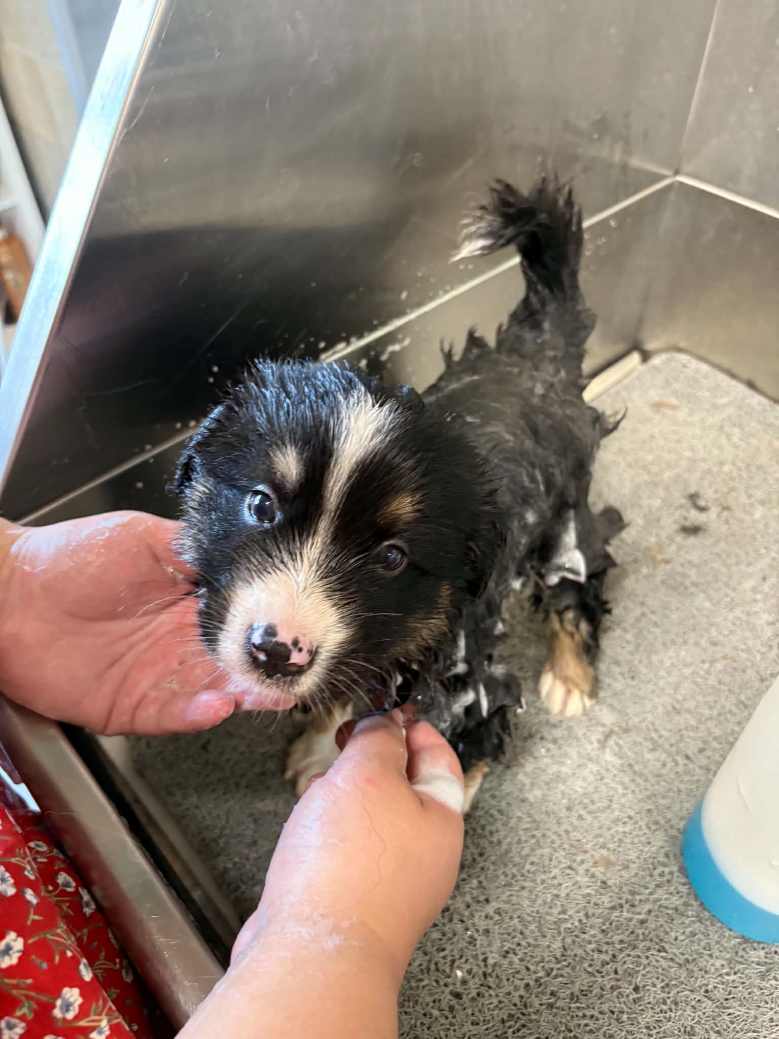Chiot pendant une manipulation calme et progressive