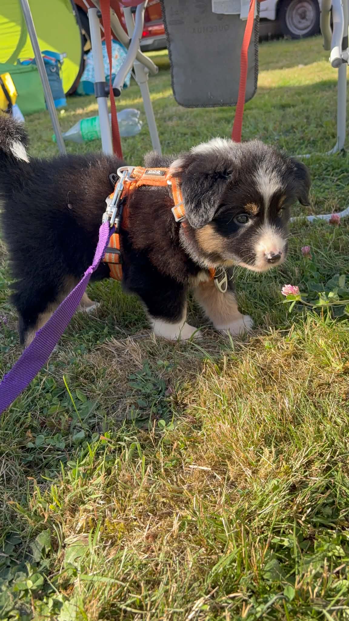 Chiot en harnais pendant une sortie dans l’herbe