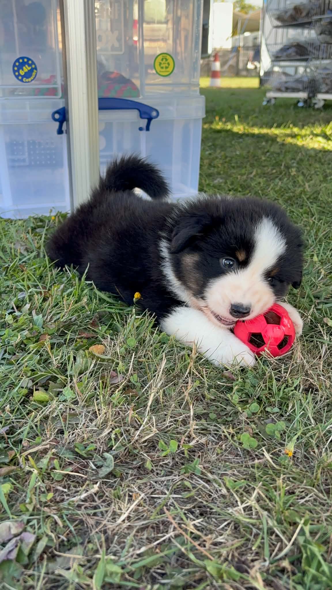 Chiot qui joue dehors avec une balle