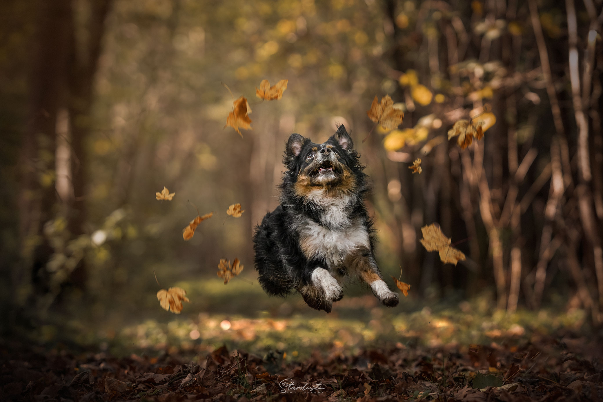 Storm dans la nature